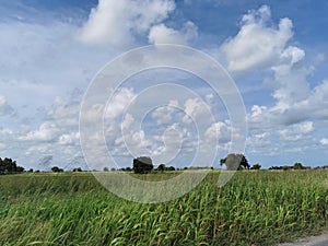 Caroni Plains, Trinidad