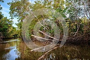 Caroni river swamp dense tropical climate mangrove forest in Trinidad and Tobago