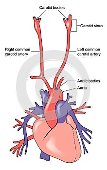 Carotid and aortic bodies photo