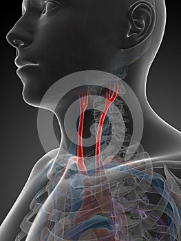 Carotid artery