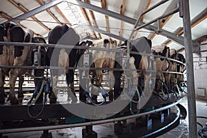 Carousel milking parlor for cows, milking facility on dairy farm