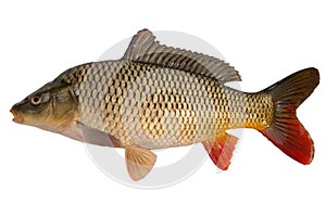 Carp