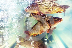 Carp in the aquarium. Growing and selling fish wholesale and retail. Close-up