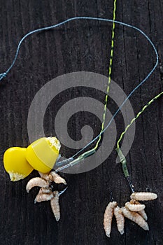 Carp bait. Corn and oparod on the hook. Baiting fish on fishing. Close-up, selective focus, Top view
