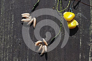 Carp bait. Corn and oparod on the hook. Baiting fish on fishing. Close-up, selective focus, Top view