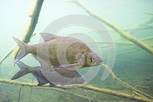 Carp bream Abramis Brama Underwater photography photo