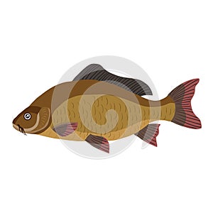 carp, brown river fish, cartoon illustration, isolated object on white background, vector