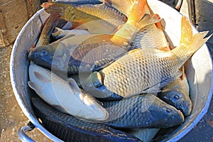 Carp in a bucket from the breeding fish pond