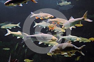 Carp, chub and rudd. Schools of fish swimming underwater