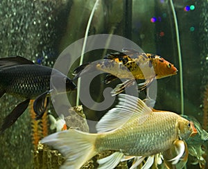 Carp coi (cyprinus carpio linnacus)