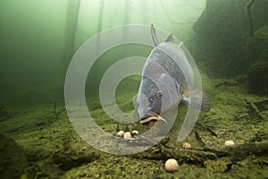 Carp Cyprinus carpio feeding with boilie