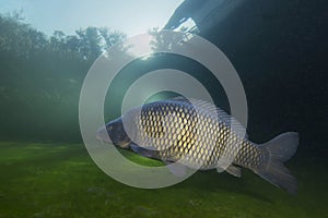 carp Cyprinus carpio swimming in the beautiful clean pound