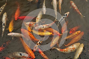 Carp (Fam; Cyprinidae) photo