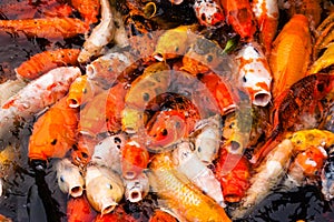 Carp Fish Feeding
