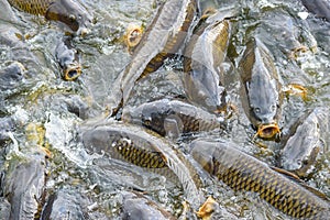 Carp feeding frenzy at Pymatuning Lake.