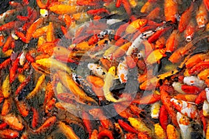 Carp fish