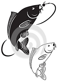 Carp fish photo
