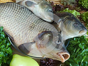 Carp fish close-up