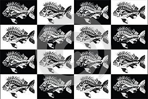 Carp fish collection black and white