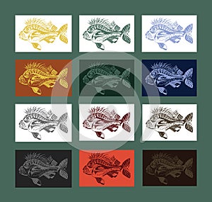 Carp fish collection colored
