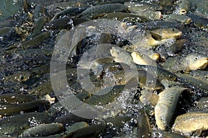 Carp fish converge on fish pellets tossed into Balikli Gol at Sanliurfa in Turkey.