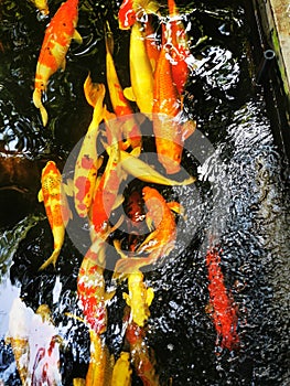 Carp fish with golden colour in the pool