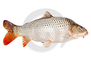 Carp fish half-face isolated on white background