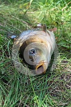 carp fish head close-up