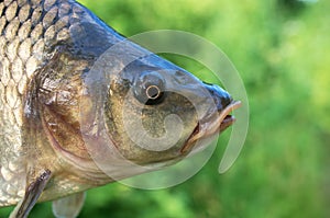 carp fish head close-up