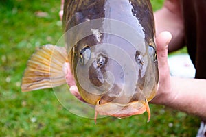 Carp fish head closeup