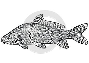Carp fish illustration, drawing, engraving, line art, realistic