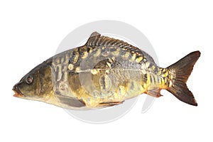 Carp fish isolate