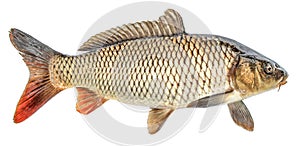 Carp fish isolated. Side view, Isolated photo