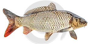 Carp fish isolated. Side view, Isolated