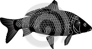 Carp fish isolated photo