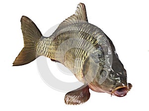 Carp fish Isolated