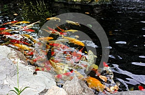 Carp fish or koi fish swimming inside a pond of water