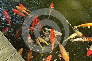 carp fish or koi fish swimming in the pond, cyprinus carpio haematopterus