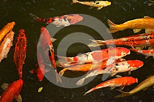 carp fish or koi fish swimming in the pond, cyprinus carpio haematopterus