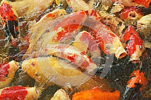 carp fish or koi fish swimming in the pond, cyprinus carpio haematopterus