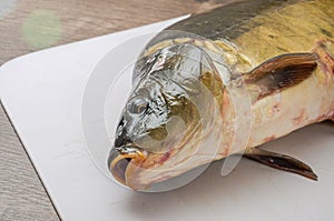 Carp fish lies on a cutting board and breathes with gills