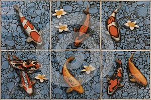 CARP fish mosaic tiles