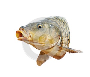 Carp fish with mouth open