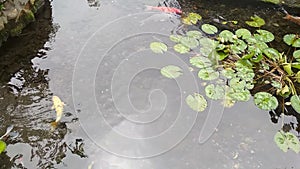 Carp fish in the pond