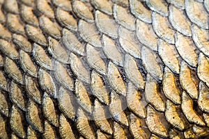 Carp fish scales grunge texture