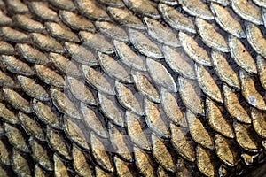 Carp fish scales grunge texture