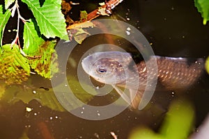 Carp fish at surface in muddy water, shallow freshwater forest lake in bad ecologic situation, coldwater biotope