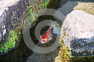 carp fish swim along water passage of roadside, Shimabara