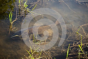 Carp Fish Swimming in Lake Redman in Loganville, Pennsylvania