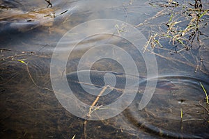 Carp Fish Swimming in Lake Redman in Loganville, Pennsylvania photo